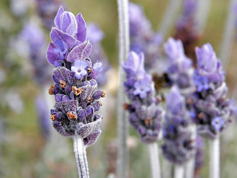 Essential Oil of Lavender, How to work with the 'Grandmother' of essential oils